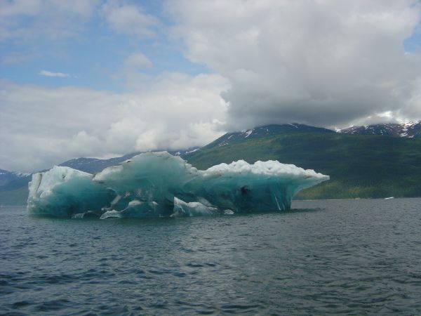 I think I see a Mastedon